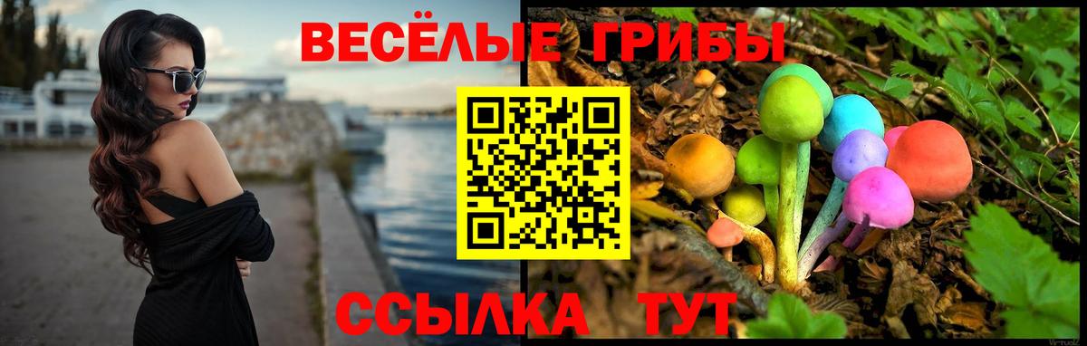 Псилоцибиновые грибы Psilocybe Кузнецк